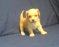 Ruby, a female Maltipoo for sale in Interlochen, MI – 2 of 5