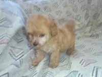 Henry, Toy Poodle male, in-home raised, non-shedding, a male Poodle - Toy  for sale in Interlochen, MI – 3 of 3