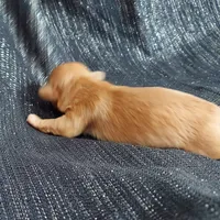 Hawthorne, in home raised, a male Maltipoo for sale in Interlochen, MI – Photo 2 of 3