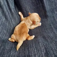 Hawthorne, in home raised, a male Maltipoo for sale in Interlochen, MI – Photo 3 of 3