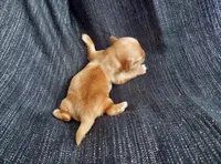 Hawthorne, in home raised, a male Maltipoo for sale in Interlochen, MI – Photo 3 of 3