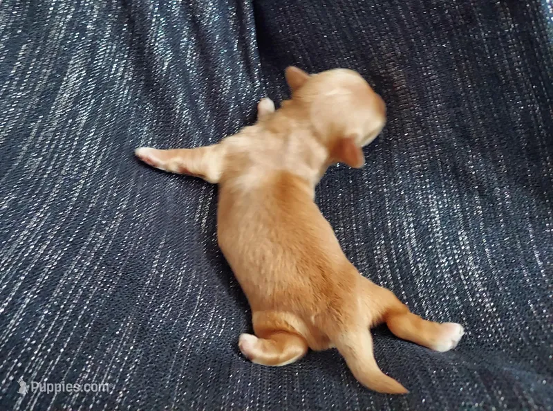 Hawthorne, in home raised