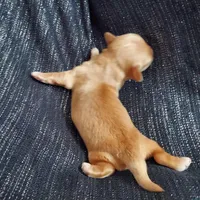 Hawthorne, in home raised, a male Maltipoo for sale in Interlochen, MI – Photo 1 of 3