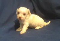 Topaz, a female Maltipoo for sale in Interlochen, MI – 1 of 6