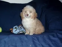 Snoopy, in home raised/no-shed, a male Maltipoo and Poodle - Toy  for sale in Interlochen, MI – Photo 1 of 5