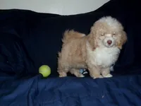 Snoopy, in home raised/no-shed, a male Maltipoo and Poodle - Toy  for sale in Interlochen, MI – Photo 2 of 5