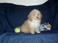 Snoopy, in home raised/no-shed, a male Maltipoo and Poodle - Toy  for sale in Interlochen, MI – Photo 4 of 5