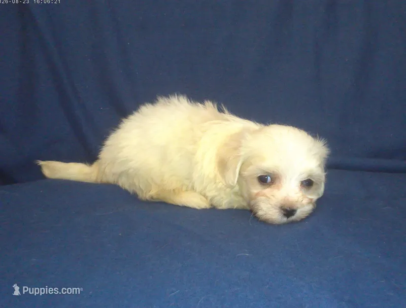 Peggy Sue - great for apartments - MaltiPoo female – Maltipoo, Maltese puppy for sale in Interlochen, MI