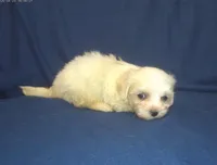 Peggy Sue - great for apartments - MaltiPoo female, a female Maltipoo and Maltese for sale in Interlochen, MI – 1 of 5