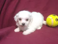 Jasper - Teacup, a male Maltipoo for sale in Interlochen, MI – 1 of 4