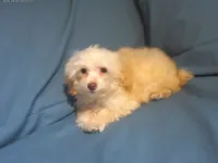 Scooter,  MaltiPoo male, non-shedding, in home raised, a male Maltipoo and Poodle - Toy  for sale in Interlochen, MI – 5 of 5