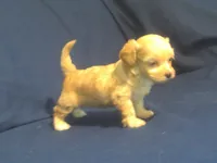 Ruby, a female Maltipoo for sale in Interlochen, MI – 3 of 5