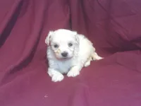Azerite, a male Maltipoo for sale in Interlochen, MI – 3 of 6