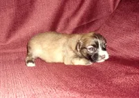 Chip, non-shedding MaltiPoo, a male Maltipoo and Maltese for sale in Interlochen, MI – Photo 1 of 3