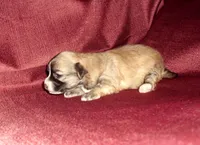 Chip, non-shedding MaltiPoo, a male Maltipoo and Maltese for sale in Interlochen, MI – Photo 3 of 3