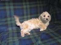 "Chip" non-shedding, in home raised, a male Maltipoo for sale in Interlochen, MI – 3 of 9