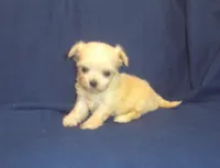 Polly - great for apartments - MaltiPoo female, a female Maltipoo and Maltese for sale in Interlochen, MI – 5 of 5