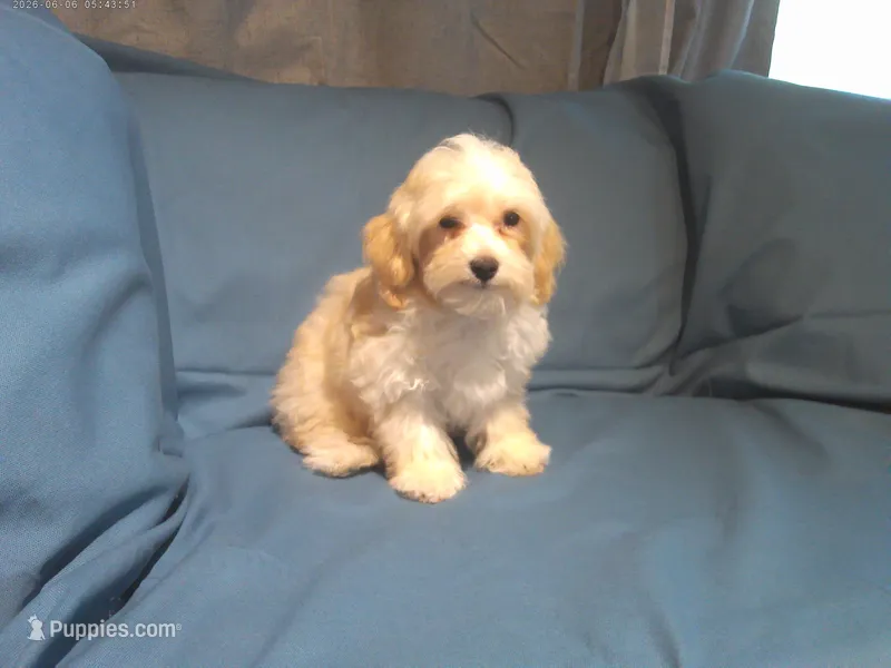 Spike, MaltiPoo male, in home raised, non-shedding – Maltipoo, Poodle - Toy  puppy for sale in Interlochen, MI