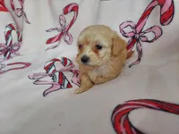 Opalescent, a female Maltipoo for sale in Interlochen, MI – Photo 2 of 4