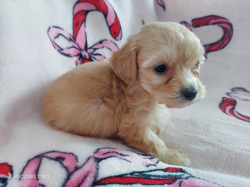 Opalescent – Maltipoo puppy for sale in Interlochen, MI