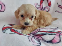 Opalescent, a female Maltipoo for sale in Interlochen, MI – Photo 4 of 4