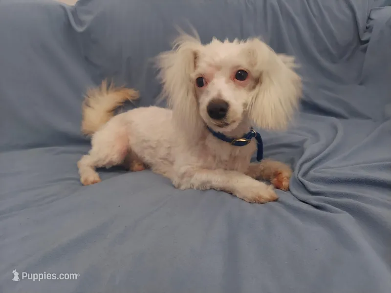 MaltiPoo Male, Apollo is in home raised, non-shedding, a male Maltipoo for sale in Interlochen, MI – Photo 1 of 4