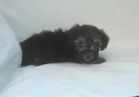 Panda - great for apartments - MaltiPoo female, a female Maltipoo for sale in Interlochen, MI – 2 of 3