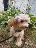 Opalescent, great for apartments, a female Maltipoo for sale in Interlochen, MI – 3 of 4
