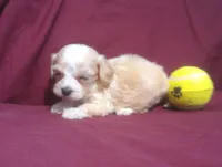 Emerald, a male Maltipoo for sale in Interlochen, MI – 5 of 5