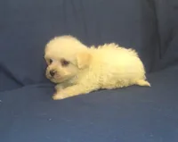 Paladine - great for apartments - MaltiPoo male, a male Maltipoo and Maltese for sale in Interlochen, MI – 4 of 4
