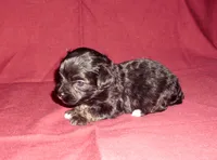 Parker, in-home raised,no-shed, a male Maltipoo and Maltese for sale in Interlochen, MI – Photo 1 of 2