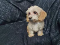 Opalescent, beautiful MaltiPoo female, very loving, a female Maltipoo for sale in Interlochen, MI – 4 of 4
