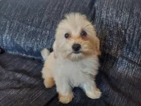 Huckleberry- in home raised, nonpshedding, a male Maltipoo for sale in Interlochen, MI – 3 of 4