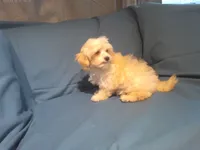 Spike, MaltiPoo male, in home raised, non-shedding, a male Maltipoo and Poodle - Toy  for sale in Interlochen, MI – 2 of 4