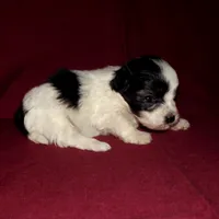 Paddy, in-home raised, no shed, a male Maltipoo and Maltese for sale in Interlochen, MI – Photo 1 of 2
