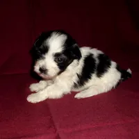 Paddy, in-home raised, no shed, a male Maltipoo and Maltese for sale in Interlochen, MI – Photo 2 of 2