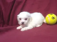 Jasper - Teacup, a male Maltipoo for sale in Interlochen, MI – 4 of 4