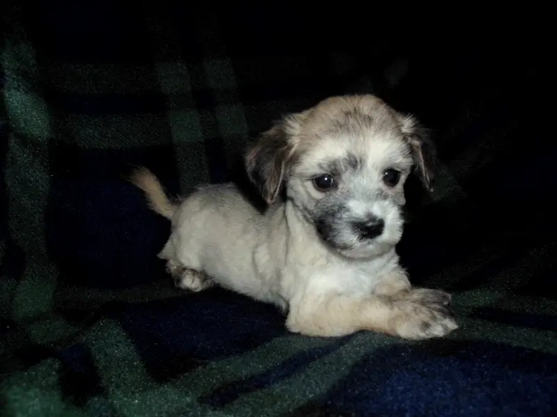 Chip, in home raised, no shed