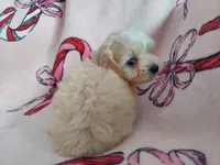 "Holly" is in home raised & non-shedding, a female Maltipoo for sale in Interlochen, MI – Photo 4 of 4