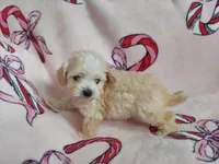 "Holly" is in home raised & non-shedding, a female Maltipoo for sale in Interlochen, MI – Photo 3 of 4