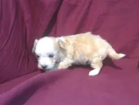 Onyx - Teacup, a male Maltipoo for sale in Interlochen, MI – 6 of 6