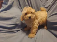 Artex - excellent emotional support dog - Sale $850, a male Maltipoo for sale in Interlochen, MI – 1 of 3
