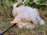 Ophelia, great for apartments, a female Maltipoo for sale in Interlochen, MI – 5 of 5