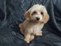 Opalescent, beautiful MaltiPoo female, very loving, a female Maltipoo for sale in Interlochen, MI – 2 of 4