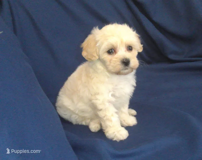 Zelda - non-shedding, in home raised – Maltipoo puppy for sale in Interlochen, MI
