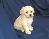 Zelda - non-shedding, in home raised, a female Maltipoo for sale in Interlochen, MI – 1 of 6