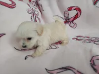 Otis - MaltiPoo, non-shedding, a male Maltipoo for sale in Interlochen, MI – Photo 3 of 3