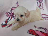 Otis - MaltiPoo, non-shedding, a male Maltipoo for sale in Interlochen, MI – Photo 1 of 3