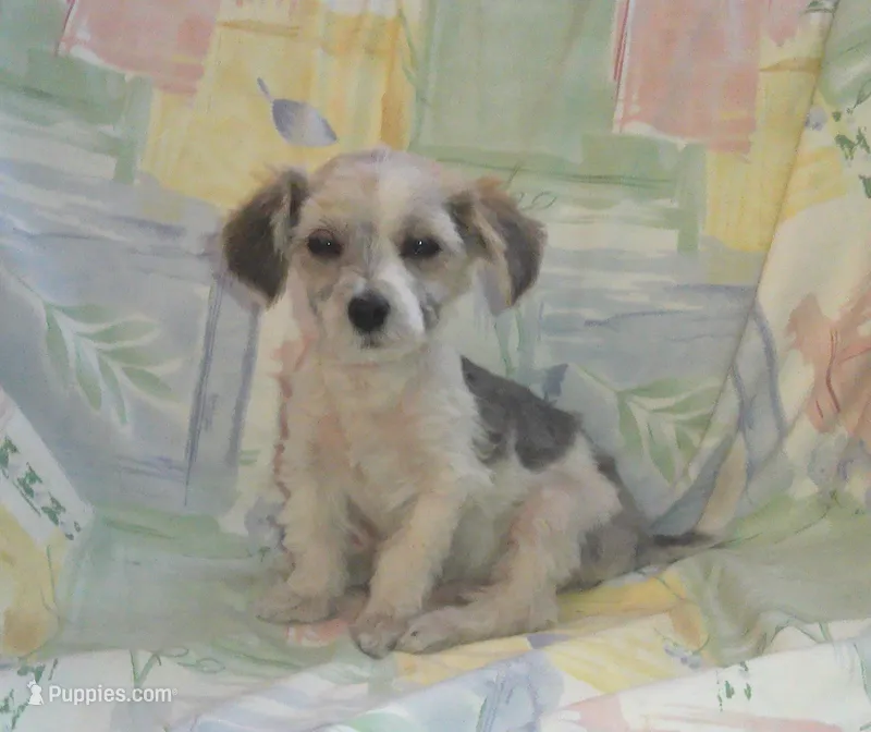 Paddy- in home raised, no shed – Maltipoo puppy for sale in Interlochen, MI