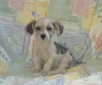 Paddy- in home raised, no shed, a male Maltipoo for sale in Interlochen, MI – Photo 1 of 4